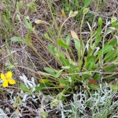 Velleia paradoxa at Mitchell, ACT - 25 Oct 2022