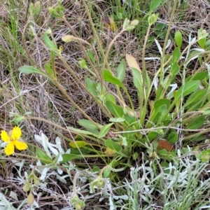 Goodenia paradoxa at Mitchell, ACT - 25 Oct 2022