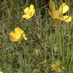 Ranunculus lappaceus (Australian Buttercup) at Wamboin, NSW - 27 Sep 2021 by Devesons