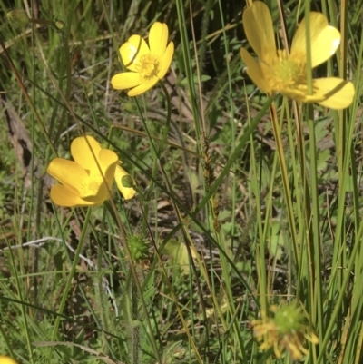 Ranunculus lappaceus (Australian Buttercup) at Wamboin, NSW - 27 Sep 2021 by Devesons