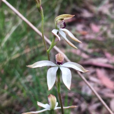 Caladenia cucullata (Lemon Caps) at Hall, ACT - 25 Oct 2022 by strigo