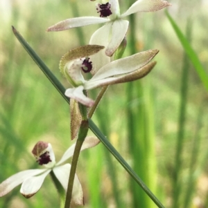 Caladenia cucullata at Hall, ACT - suppressed