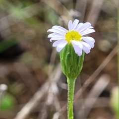 Vittadinia muelleri at Mitchell, ACT - 25 Oct 2022