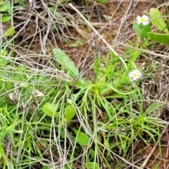 Vittadinia muelleri at Mitchell, ACT - 25 Oct 2022