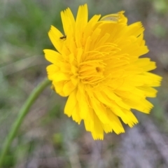 Hypochaeris radicata (Cat's Ear, Flatweed) at Mitchell, ACT - 25 Oct 2022 by trevorpreston