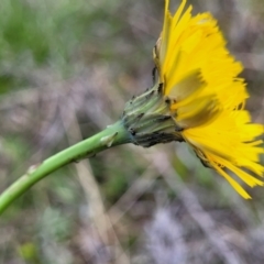 Hypochaeris radicata at Mitchell, ACT - 25 Oct 2022