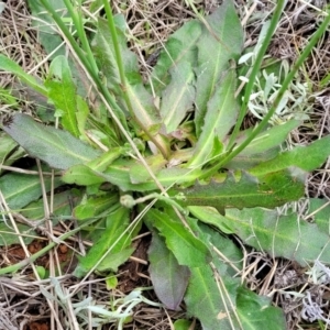 Hypochaeris radicata at Mitchell, ACT - 25 Oct 2022