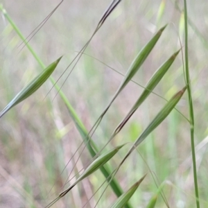 Avena sp. at Mitchell, ACT - 25 Oct 2022