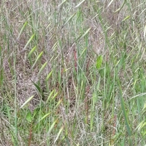 Avena sp. at Mitchell, ACT - 25 Oct 2022