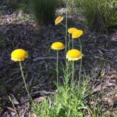 Coronidium scorpioides (Button Everlasting) at Wamboin, NSW - 21 Oct 2020 by Devesons