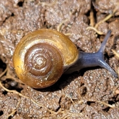 Oxychilus alliarius (Garlic Snail) at Mitchell, ACT - 25 Oct 2022 by trevorpreston