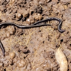 Caenoplana coerulea (Blue Planarian, Blue Garden Flatworm) at Mitchell, ACT - 25 Oct 2022 by trevorpreston