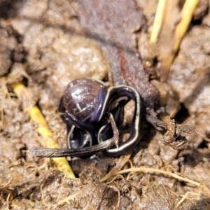 Caenoplana coerulea at Mitchell, ACT - 25 Oct 2022 11:38 AM