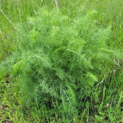 Foeniculum vulgare (Fennel) at Crace Grasslands - 25 Oct 2022 by trevorpreston