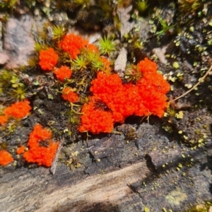 Tubifera ferruginosa at Jerrabomberra, NSW - 25 Oct 2022