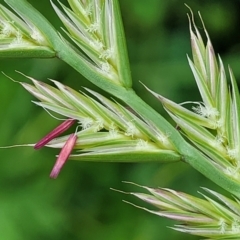 Lolium (genus) (Ryegrass) at Crace Grasslands - 25 Oct 2022 by trevorpreston