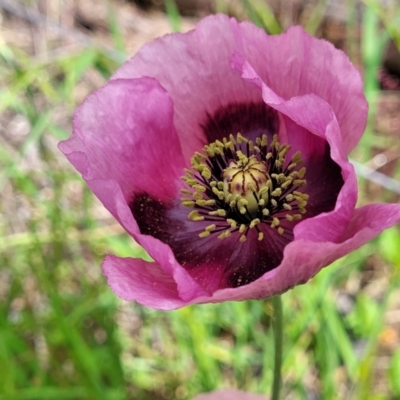 Papaver somniferum subsp. setigerum (Opium Poppy) at Mitchell, ACT - 25 Oct 2022 by trevorpreston