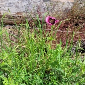 Papaver somniferum subsp. setigerum at Mitchell, ACT - 25 Oct 2022