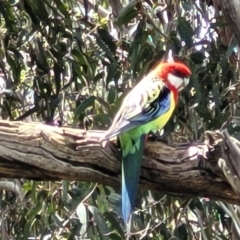 Platycercus eximius (Eastern Rosella) at Crace Grasslands - 25 Oct 2022 by trevorpreston