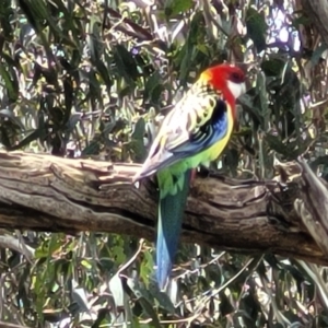 Platycercus eximius at Mitchell, ACT - 25 Oct 2022