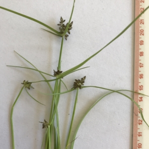 Cyperus sanguinolentus at Wamboin, NSW - 15 Jan 2022