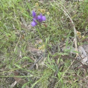 Linaria pelisseriana at Aranda, ACT - 25 Oct 2022