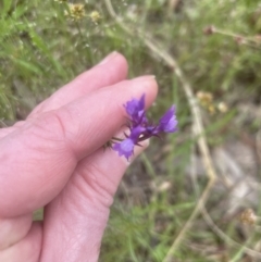 Linaria pelisseriana at Aranda, ACT - 25 Oct 2022 02:07 PM