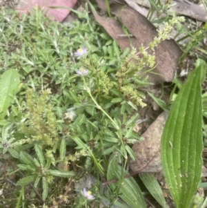 Spergularia rubra at Aranda, ACT - 25 Oct 2022