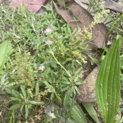 Spergularia rubra (Sandspurrey) at Aranda, ACT - 25 Oct 2022 by lbradley
