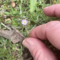 Spergularia rubra at Aranda, ACT - 25 Oct 2022 02:23 PM