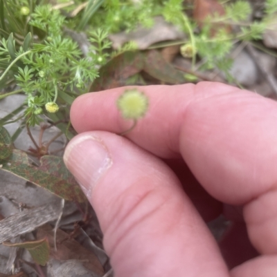 Cotula australis (Common Cotula, Carrot Weed) at Aranda, ACT - 25 Oct 2022 by lbradley