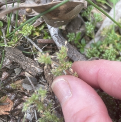 Polycarpon tetraphyllum (Four-leaf Allseed) at Aranda Bushland - 25 Oct 2022 by lbradley