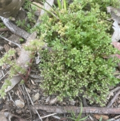 Polycarpon tetraphyllum at Aranda, ACT - 25 Oct 2022 02:33 PM