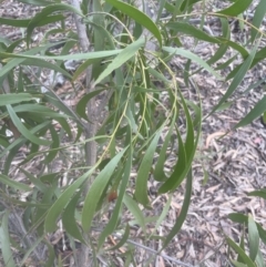 Acacia implexa (Hickory Wattle, Lightwood) at Aranda, ACT - 25 Oct 2022 by lbradley