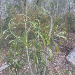 Acacia implexa at Aranda, ACT - 25 Oct 2022