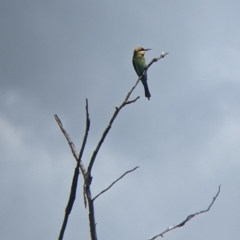 Merops ornatus (Rainbow Bee-eater) at Burrumbuttock, NSW - 25 Oct 2022 by Darcy