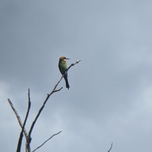 Merops ornatus at Burrumbuttock, NSW - 25 Oct 2022