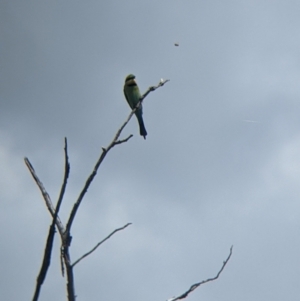 Merops ornatus at Burrumbuttock, NSW - 25 Oct 2022