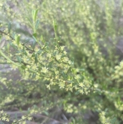 Phyllanthus occidentalis (Thyme Spurge) at Aranda, ACT - 25 Oct 2022 by lbradley