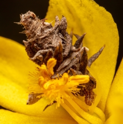 Heliocosma (genus - immature) (A tortrix or leafroller moth) at Mount Majura - 25 Oct 2022 by Boagshoags