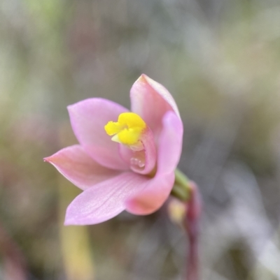 Thelymitra carnea (Tiny Sun Orchid) at Bruce, ACT - 15 Oct 2022 by AJB