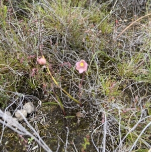 Thelymitra carnea at Bruce, ACT - 16 Oct 2022