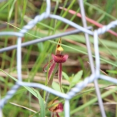 Caladenia actensis (Canberra Spider Orchid) at Hackett, ACT by petersan