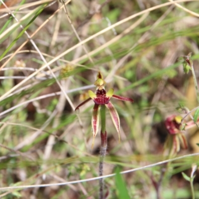 Caladenia actensis (Canberra Spider Orchid) at Hackett, ACT by petersan