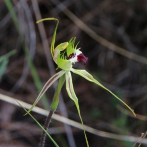 Caladenia atrovespa at Hackett, ACT - suppressed