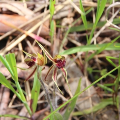 Caladenia actensis (Canberra Spider Orchid) at Hackett, ACT by petersan