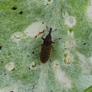 Lixus cardui at Jerrabomberra, ACT - 25 Oct 2022 03:44 PM