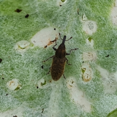 Lixus cardui (Thistle Stem-borer Weevil) at Isaacs Ridge - 25 Oct 2022 by Mike