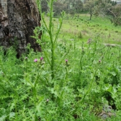 Carduus tenuiflorus (Winged Slender Thistle) at Isaacs Ridge - 25 Oct 2022 by Mike