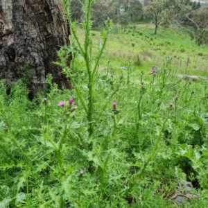 Carduus tenuiflorus at Jerrabomberra, ACT - 25 Oct 2022